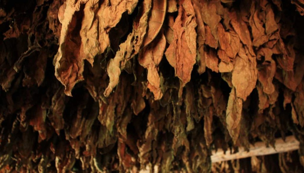 Dark Air-Cured tobacco leaves drying in a barn