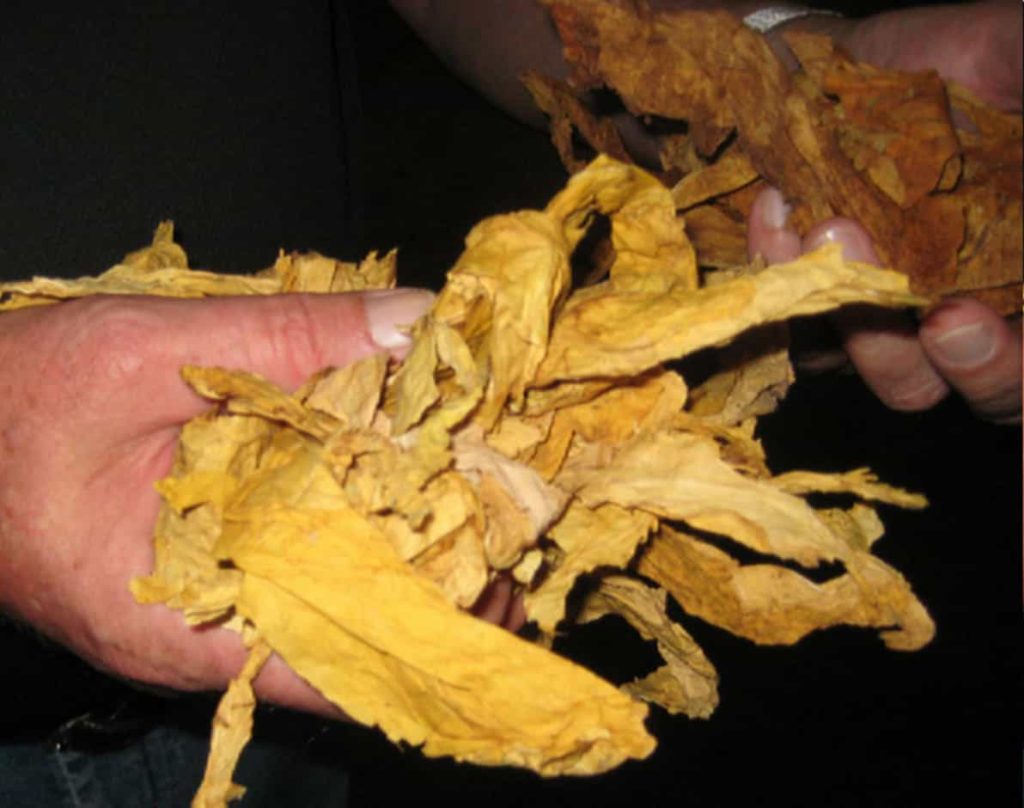 Close-up of Virginia tobacco leaves
